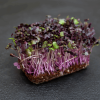 Purple Radish Microgreens