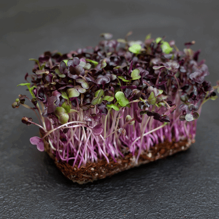 Purple Radish Microgreens