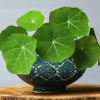 Nasturtium Premium Leaves
