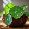 Nasturtium Premium Leaves