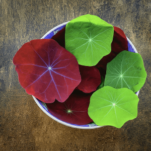Nasturtium Leaves