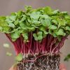 Pink Radish Microgreens