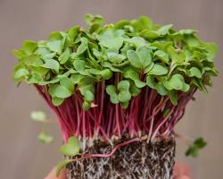 Pink Radish Microgreens