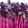 Purple Radish Microgreens