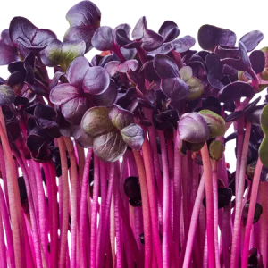 Purple Radish Microgreens