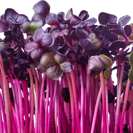 Purple Radish Microgreens