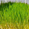 Wheatgrass