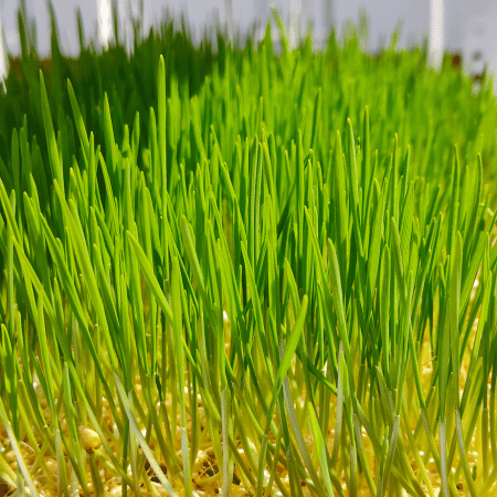 Wheatgrass