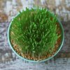 Wheatgrass