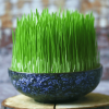 Wheatgrass