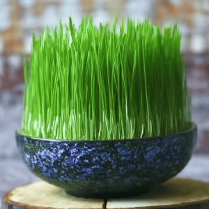 Wheatgrass